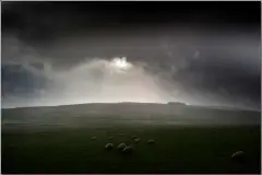Sheep in a Shower
