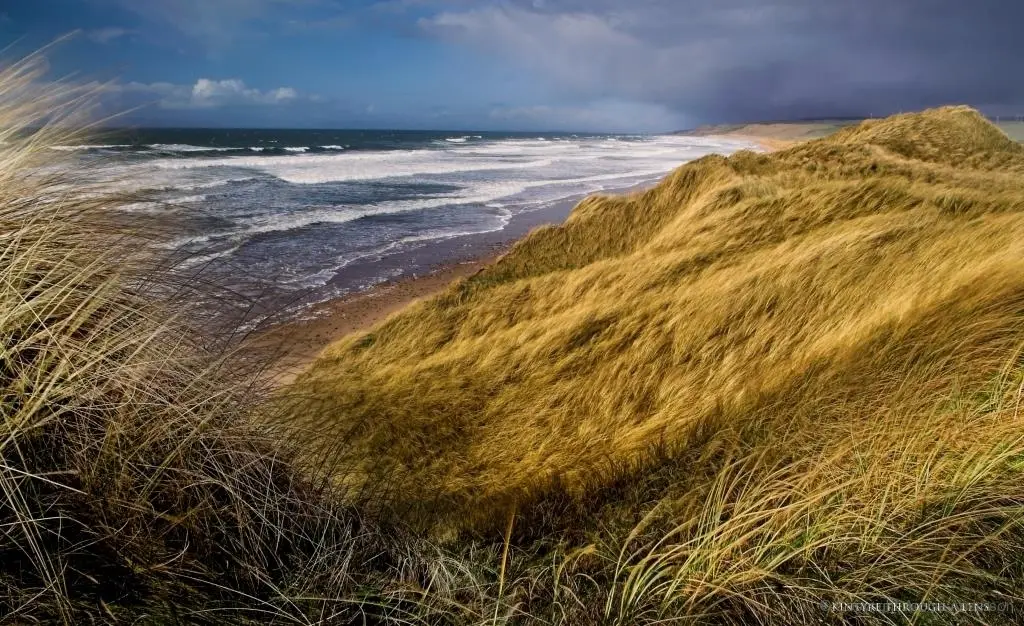 Machrihanish dune grass