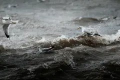 Atlantic surge
