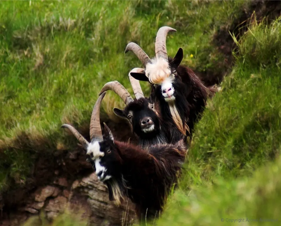 Three Goats Gruff