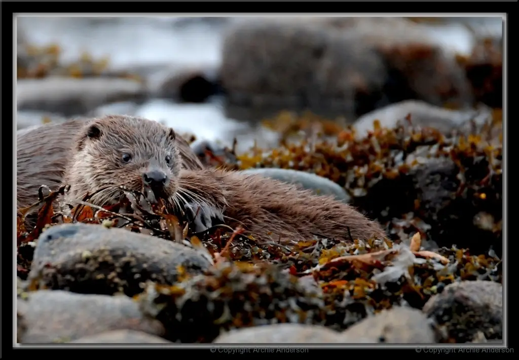 Sea Otter, Seaweed