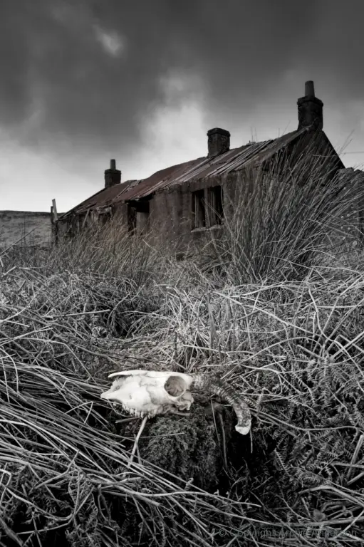Skull at ruined farmhouse