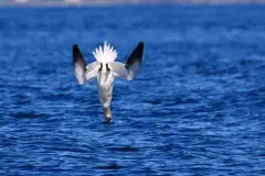 Death from above
