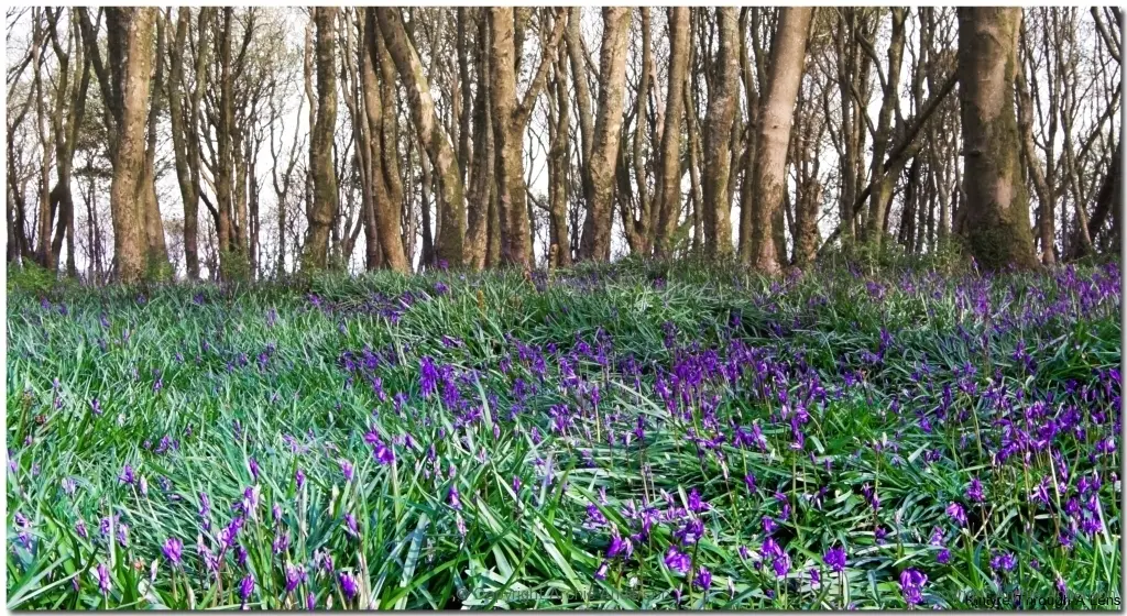 Bluebells