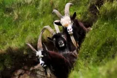 Three Goats Gruff