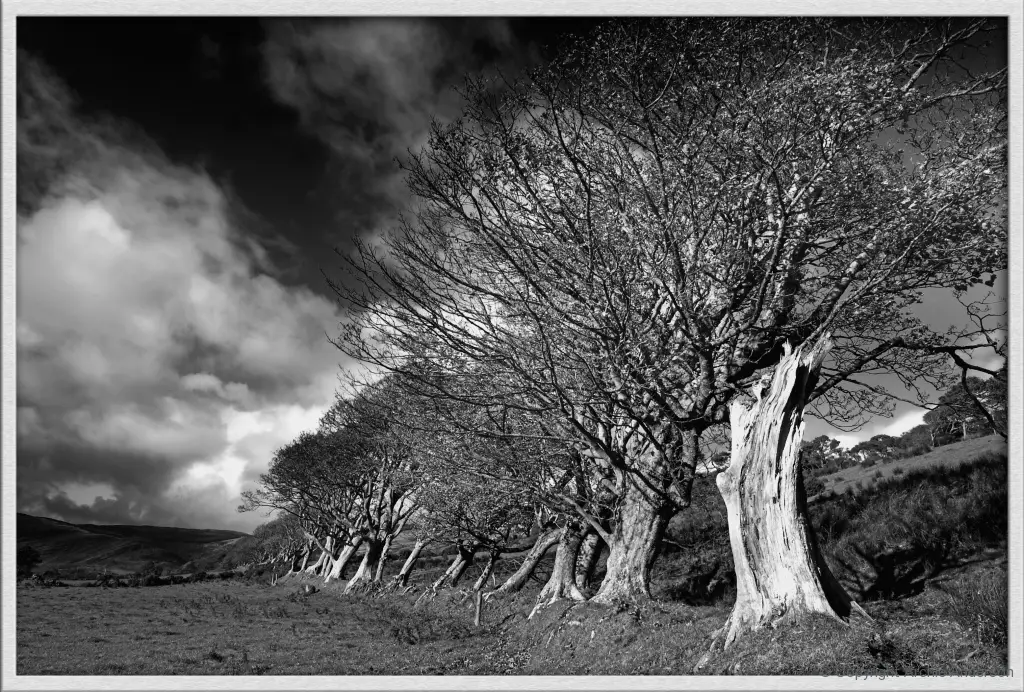 Saddell, trees