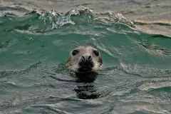 Seal