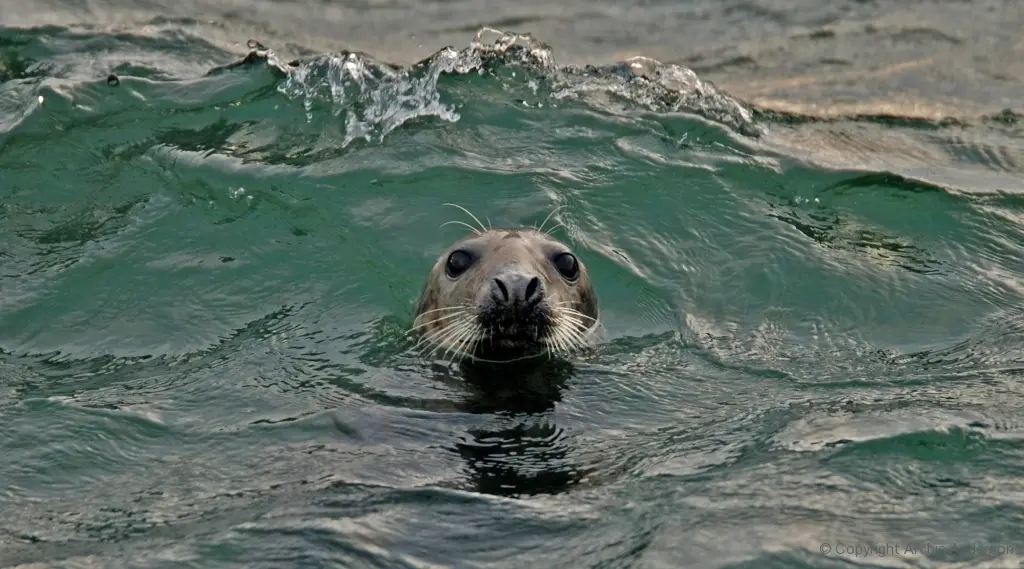 Seal
