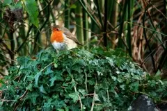 Robbie the Robin