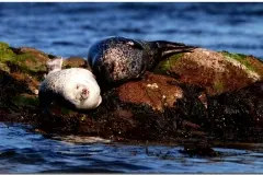 Sleeping Seals