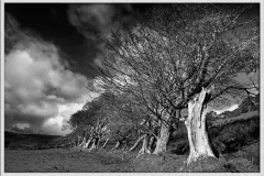 Saddell, trees