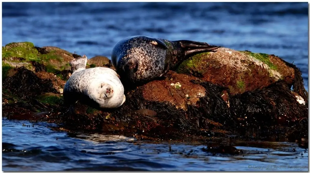 Sleeping Seals