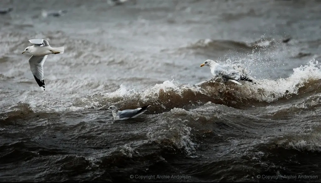 Atlantic surge