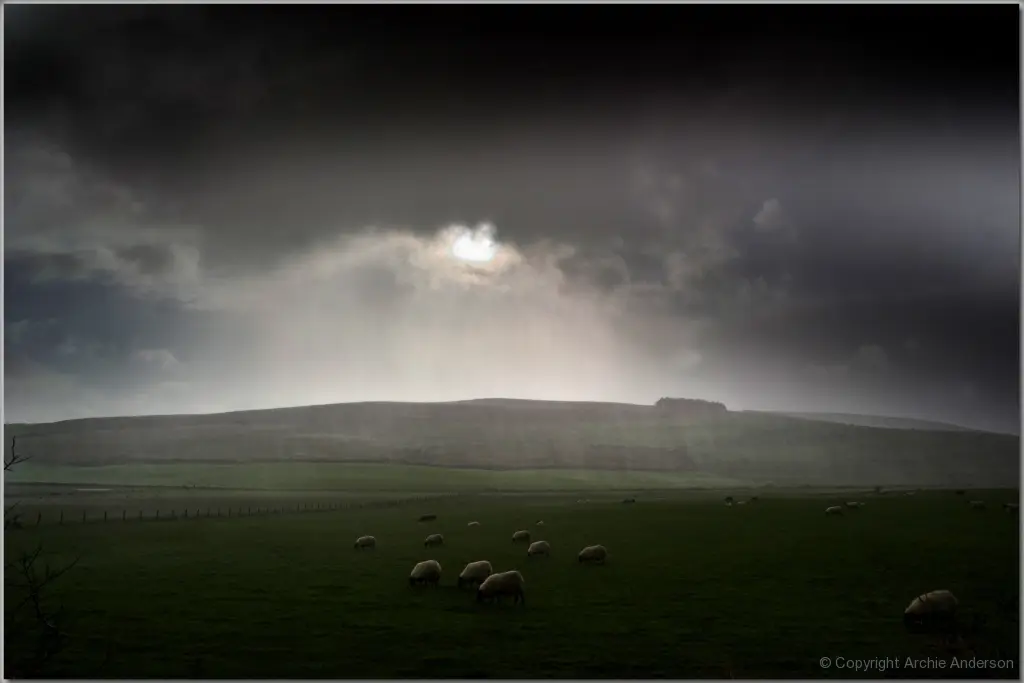 Sheep in a Shower