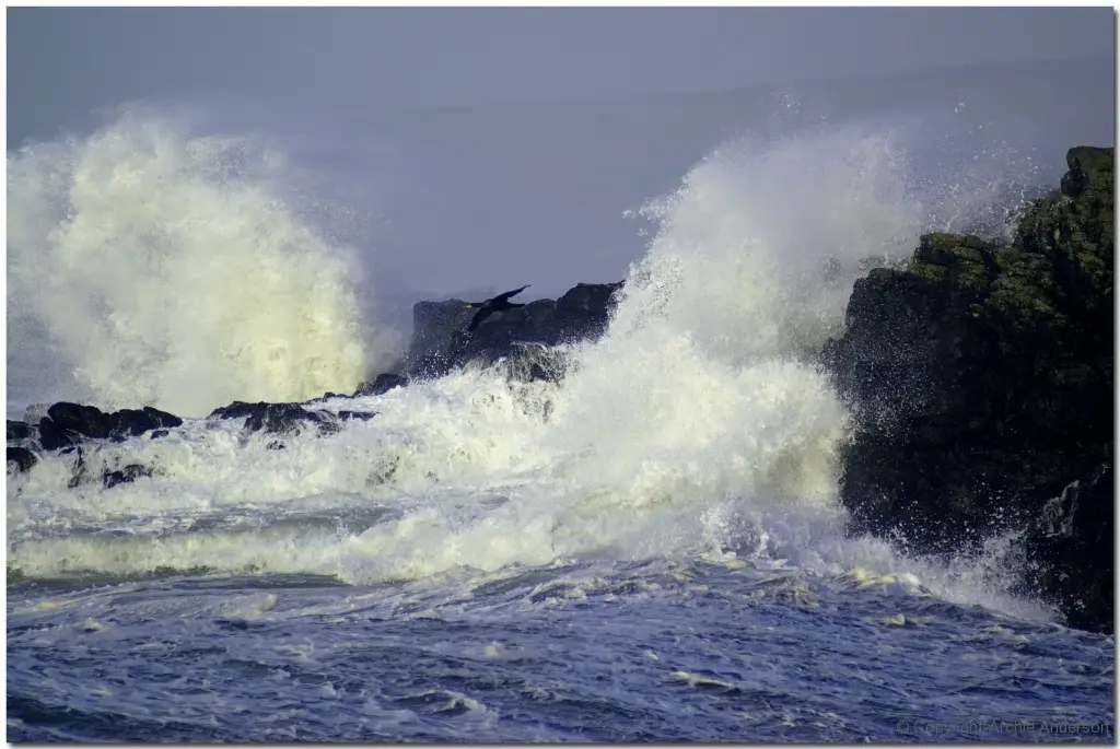 Cormorant in a storm