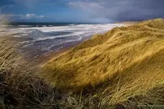 Machrihanish dune grass