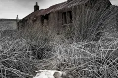 Skull at ruined farmhouse