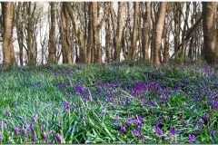 Bluebells
