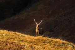 Glen Etive Stag
